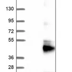 Merck Anti-SLC35F5 antibody produced in rabbit