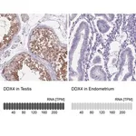 Merck Anti-DDX4 antibody produced in rabbit