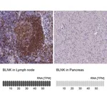 Merck Anti-BLNK antibody produced in rabbit