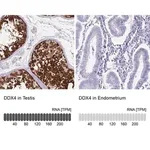Merck Anti-DDX4 antibody produced in rabbit