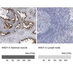Merck Anti-ANO1 antibody produced in rabbit