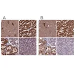 Merck Anti-CS antibody produced in rabbit