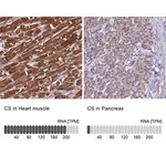 Merck Anti-CS antibody produced in rabbit