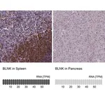 Merck Anti-BLNK antibody produced in rabbit