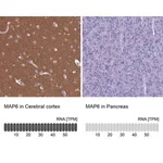 Merck Anti-MAP6 antibody produced in rabbit