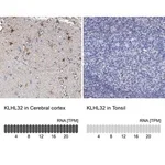 Merck Anti-KLHL32 antibody produced in rabbit