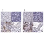 Merck Anti-IGSF1 antibody produced in rabbit