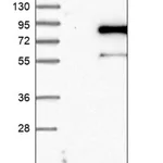 Merck Anti-APPL2 antibody produced in rabbit