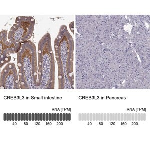 Merck Anti-CREB3L3 antibody produced in rabbit