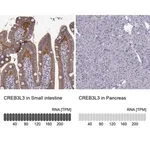 Merck Anti-CREB3L3 antibody produced in rabbit