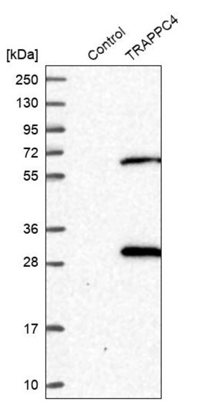 Merck Anti-TRAPPC4 antibody produced in rabbit