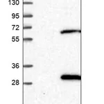 Merck Anti-TRAPPC4 antibody produced in rabbit