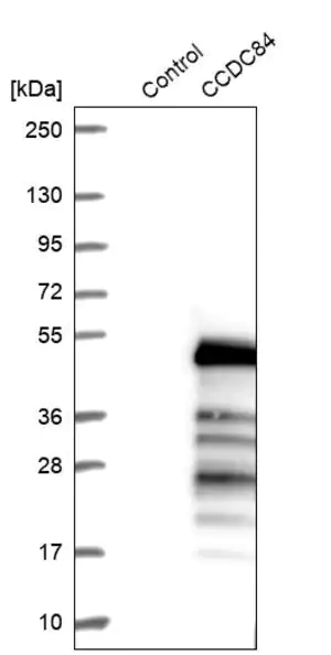 Merck Anti-CCDC84 antibody produced in rabbit