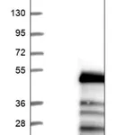 Merck Anti-CCDC84 antibody produced in rabbit