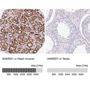Merck Anti-ANKRD1 antibody produced in rabbit