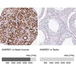 Merck Anti-ANKRD1 antibody produced in rabbit