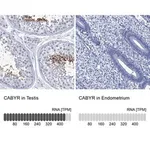 Merck Anti-CABYR antibody produced in rabbit