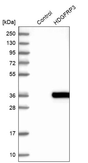 Merck Anti-RP11-382A20.3 antibody produced in rabbit