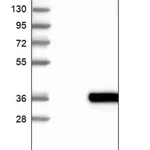 Merck Anti-RP11-382A20.3 antibody produced in rabbit