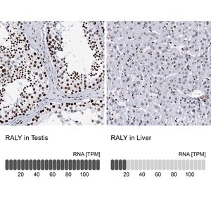 Merck Anti-RALY antibody produced in rabbit
