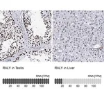Merck Anti-RALY antibody produced in rabbit