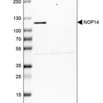 Merck Anti-NOP14 antibody produced in rabbit