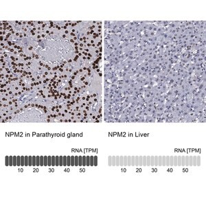 Merck Anti-NPM2 antibody produced in rabbit