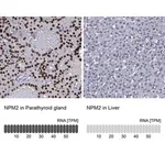 Merck Anti-NPM2 antibody produced in rabbit