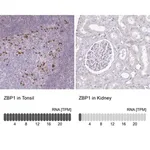 Merck Anti-ZBP1 antibody produced in rabbit