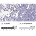 Merck Anti-TTLL13P antibody produced in rabbit