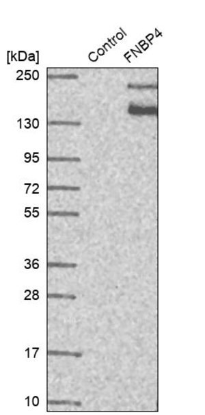 Merck Anti-FNBP4 antibody produced in rabbit