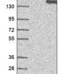 Merck Anti-FNBP4 antibody produced in rabbit