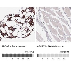 Merck Anti-ABCA7 antibody produced in rabbit
