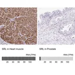 Merck Anti-SRL antibody produced in rabbit