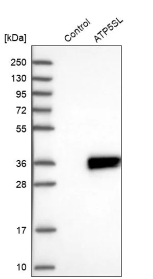 Merck Anti-ATP5SL antibody produced in rabbit