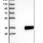 Merck Anti-ATP5SL antibody produced in rabbit