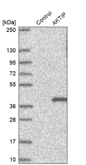 Merck Anti-AKTIP antibody produced in rabbit