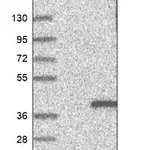 Merck Anti-AKTIP antibody produced in rabbit