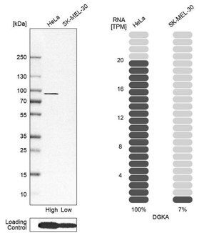 Merck Anti-DGKA antibody produced in rabbit