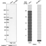 Merck Anti-DGKA antibody produced in rabbit