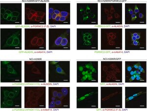 Merck Anti-PGRMC2 antibody produced in rabbit