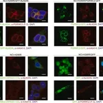 Merck Anti-PGRMC2 antibody produced in rabbit
