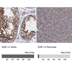 Merck Anti-SAE1 antibody produced in rabbit
