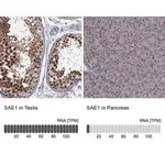 Merck Anti-SAE1 antibody produced in rabbit