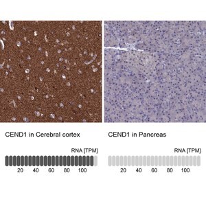 Merck Anti-CEND1 antibody produced in rabbit