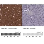 Merck Anti-CEND1 antibody produced in rabbit