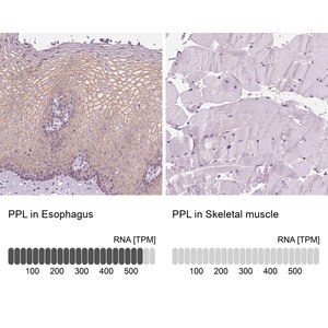 Merck Anti-PPL antibody produced in rabbit