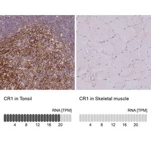 Merck Anti-CR1 antibody produced in rabbit