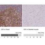 Merck Anti-CR1 antibody produced in rabbit
