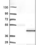 Merck Anti-CFAP161 antibody produced in rabbit